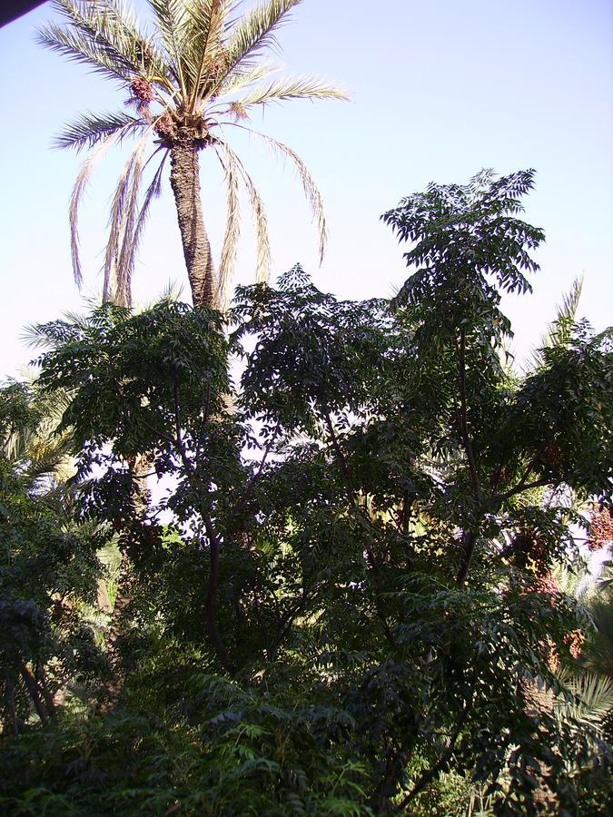 Appart avec vue Jardin/Majorelle Marrakesh Eksteriør bilde